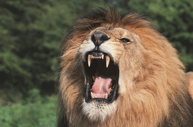 A lion with its mouth open

Description automatically generated
